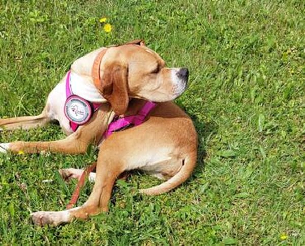 Maggie sucht ihr Für-Immer-Zuhause