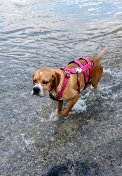Maggie sucht ihr Für-Immer-Zuhause