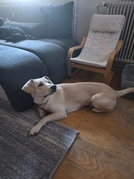 Mylo auf der Suche nach seinem Glück