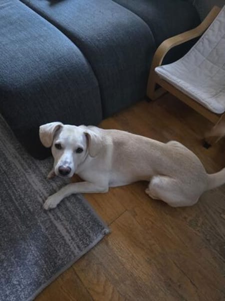 Mylo auf der Suche nach seinem Glück