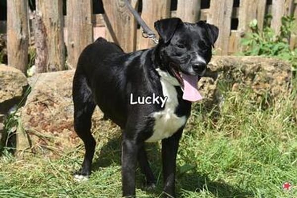 LUCKY