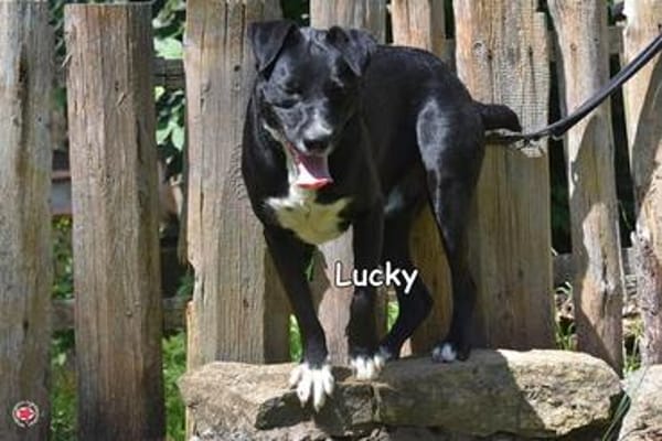 LUCKY