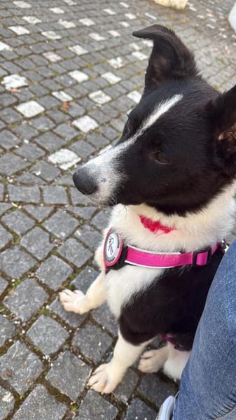 Sissi Treue Seele sucht sicheren Hafen