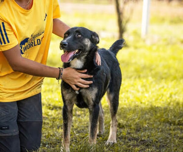 DUSTER  Ein ganz besonderer Hund, der sein Zuhause sucht