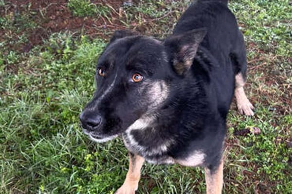 DUSTER  Ein ganz besonderer Hund, der sein Zuhause sucht