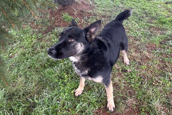DUSTER  Ein ganz besonderer Hund, der sein Zuhause sucht