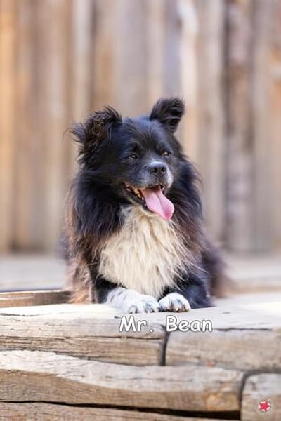 Mr Bean