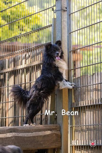 Mr Bean