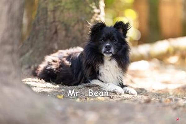 Mr Bean