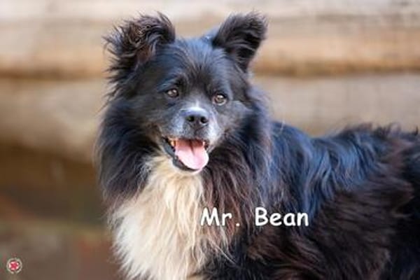 Mr Bean
