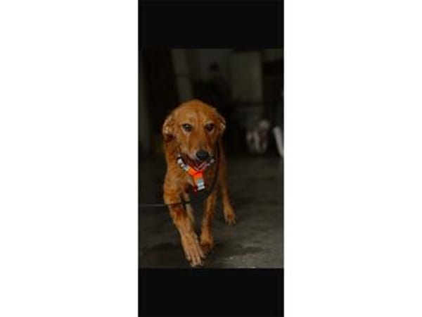 Sallie - wartet in 66346 Püttlingen
