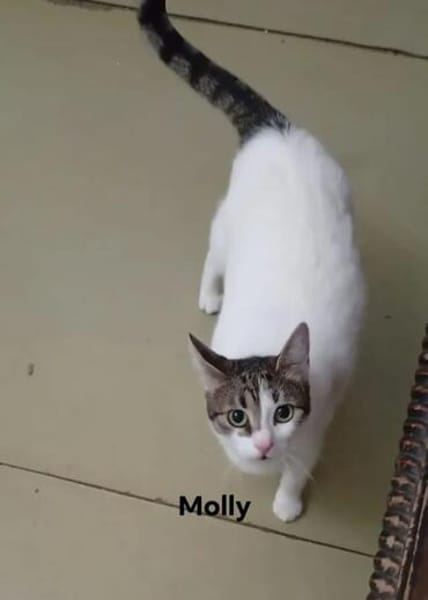 Peter Pan & Molly  Geschwisterpärchen sucht Zuhause