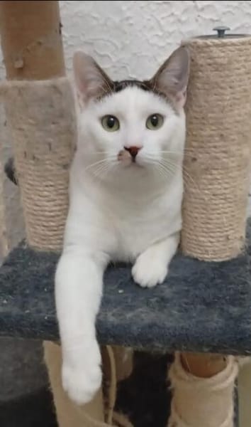 Peter Pan & Molly  Geschwisterpärchen sucht Zuhause