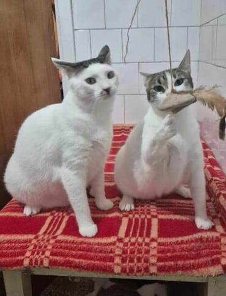 Peter Pan & Molly  Geschwisterpärchen sucht Zuhause