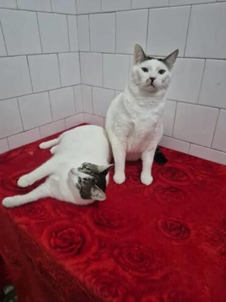 Peter Pan & Molly  Geschwisterpärchen sucht Zuhause
