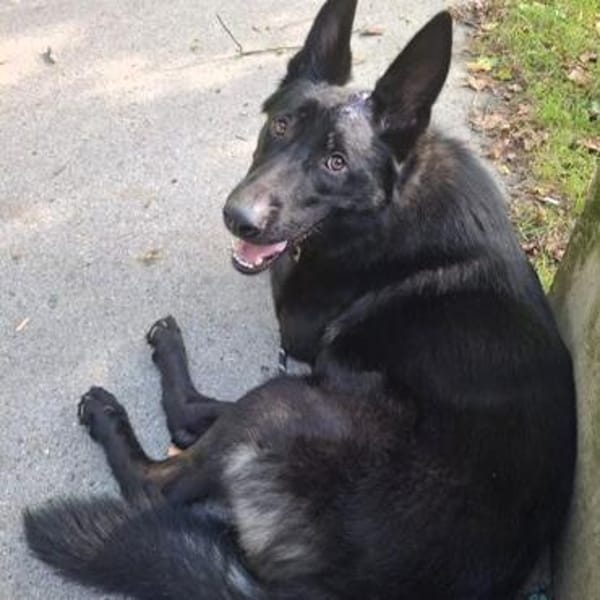 Ares - ein wunderschöner und herzlicher Schäferhund