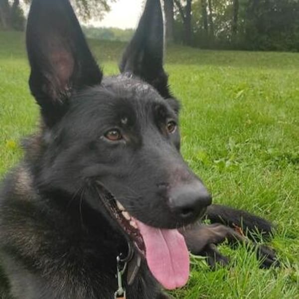 Ares - ein wunderschöner und herzlicher Schäferhund