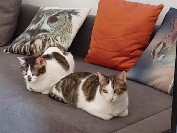Ellie und Libby im Rheingau(ALM)