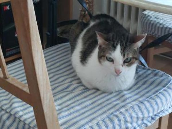 Ellie und Libby im Rheingau(ALM)