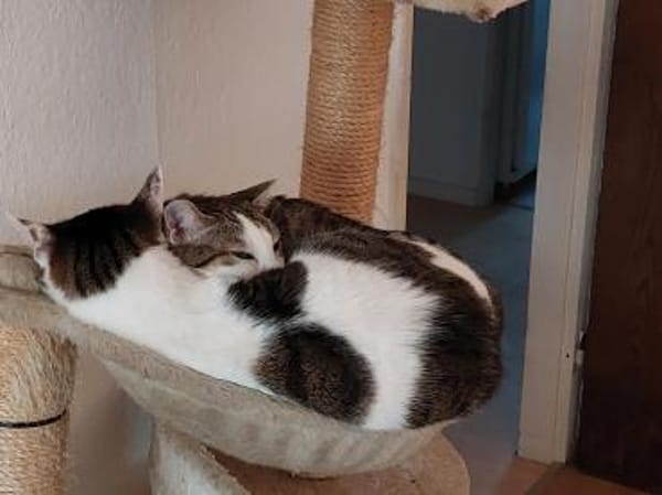 Ellie und Libby im Rheingau(ALM)
