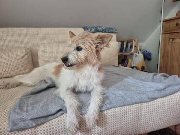 Wuschelmaus Buffy