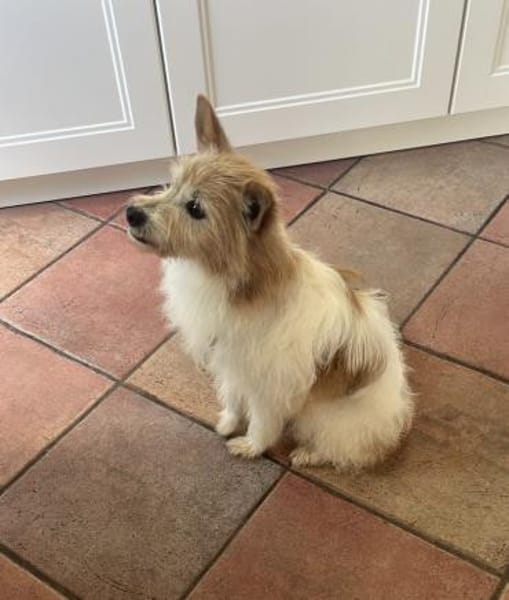 Wuschelmaus Buffy