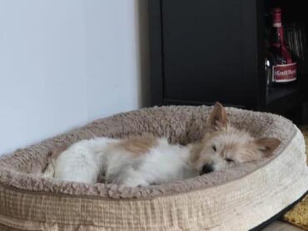 Wuschelmaus Buffy