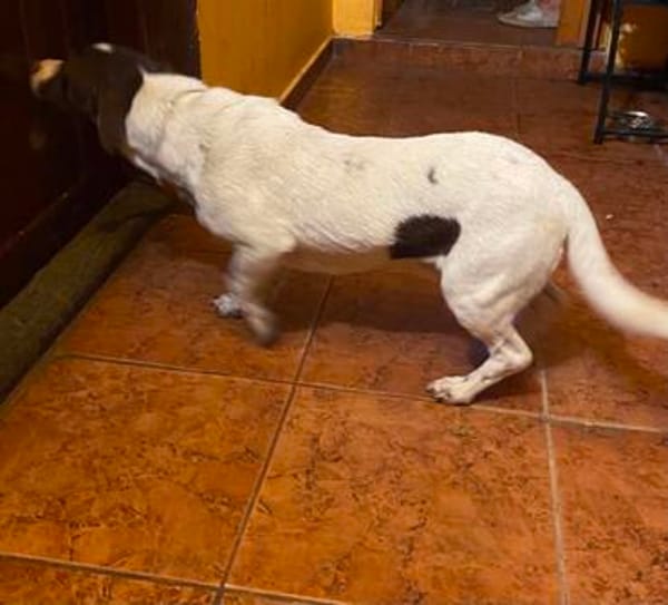 Monty, aufgeweckter Rüde sucht Familie