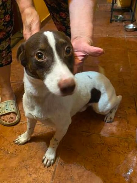 Monty, aufgeweckter Rüde sucht Familie
