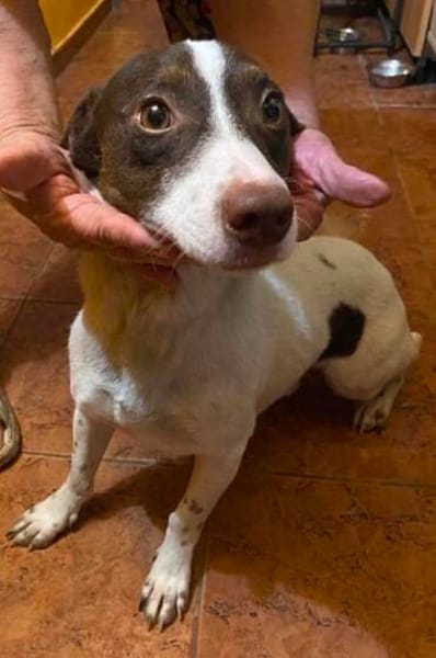 Monty, aufgeweckter Rüde sucht Familie