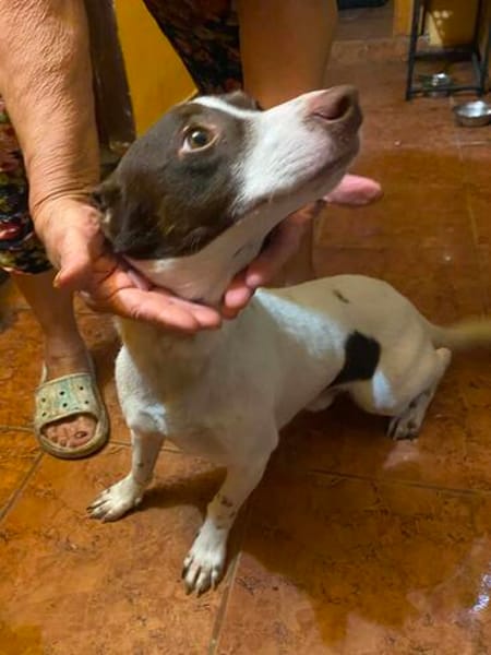Monty, aufgeweckter Rüde sucht Familie