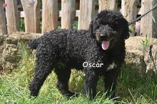 OSCAR
