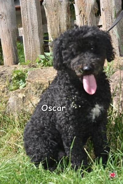 OSCAR