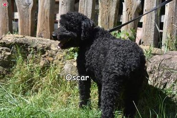 OSCAR