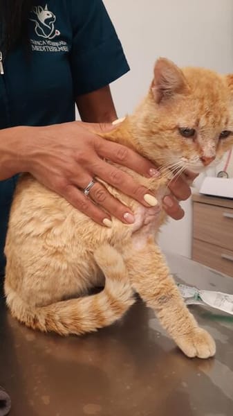 Mimoso Dankbarer Kater sucht ruhiges Zuhause
