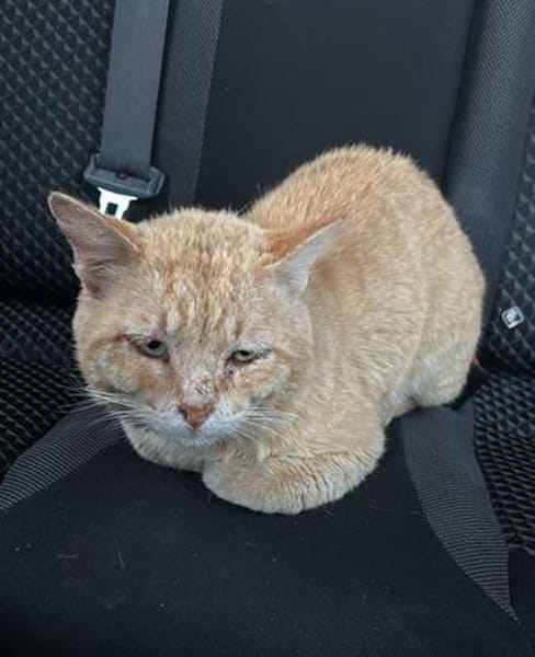 Mimoso Dankbarer Kater sucht ruhiges Zuhause
