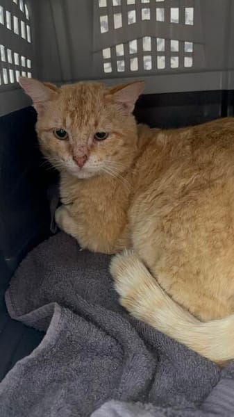 Mimoso Dankbarer Kater sucht ruhiges Zuhause