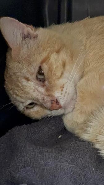 Mimoso Dankbarer Kater sucht ruhiges Zuhause