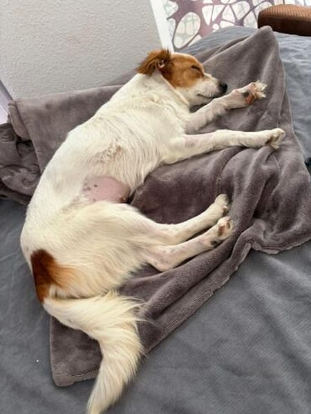 Ralu sucht ihr Für-immer-Zuhause (C)