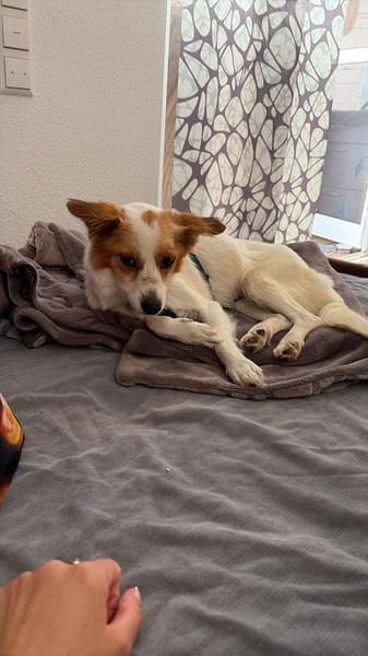 Ralu sucht ihr Für-immer-Zuhause (C)
