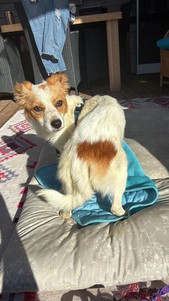 Ralu sucht ihr Für-immer-Zuhause (C)