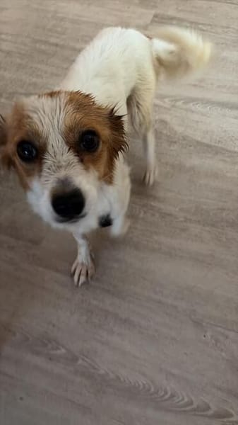 Ralu sucht ihr Für-immer-Zuhause (C)