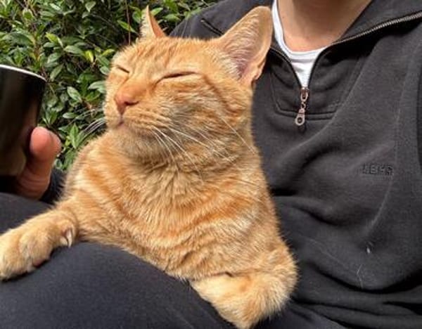 Rio sucht als Einzelkatze