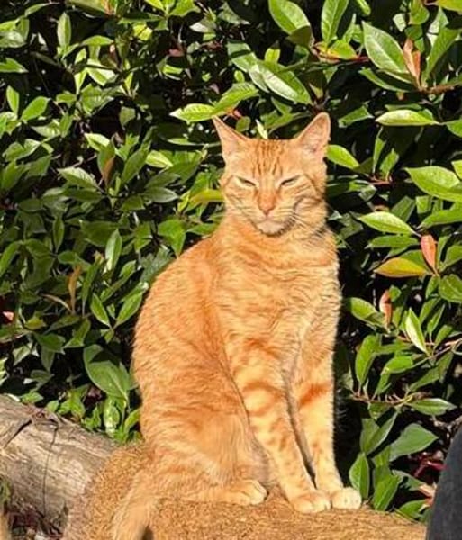 Rio sucht als Einzelkatze