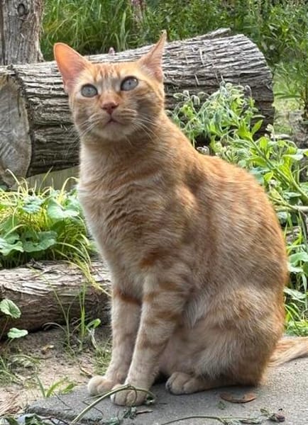 Rio sucht als Einzelkatze