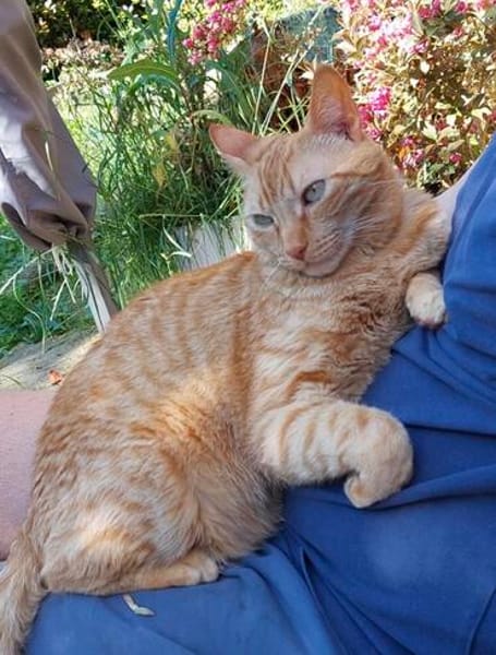 Rio sucht als Einzelkatze