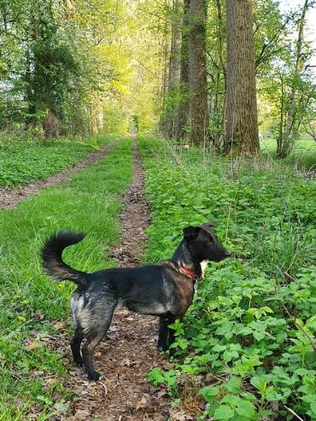 AMY SUCHT EIN NEUES ZUHAUSE!