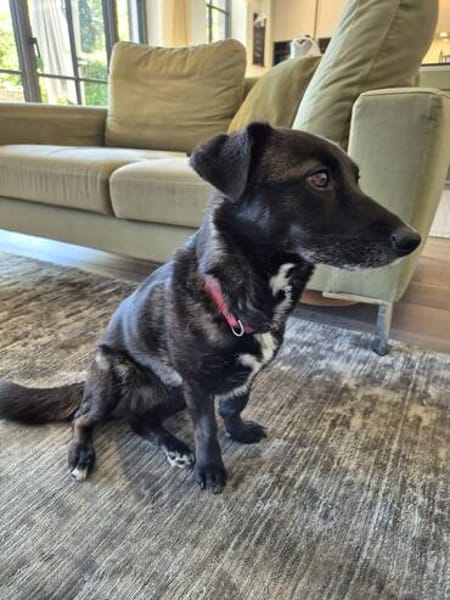 AMY SUCHT EIN NEUES ZUHAUSE!