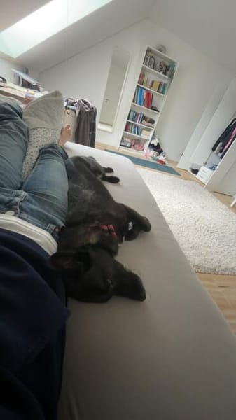 AMY SUCHT EIN NEUES ZUHAUSE!
