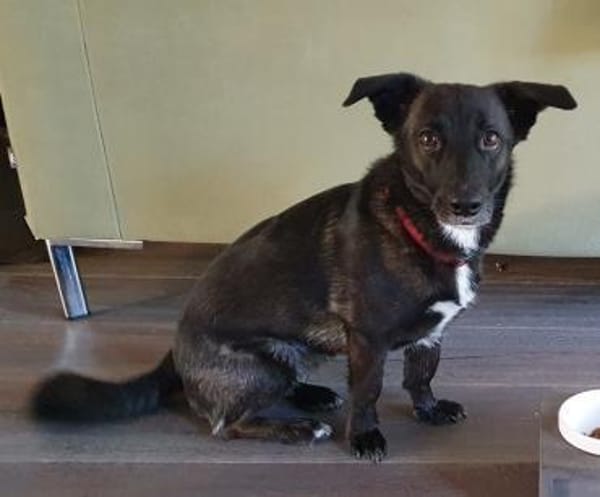 AMY SUCHT EIN NEUES ZUHAUSE!
